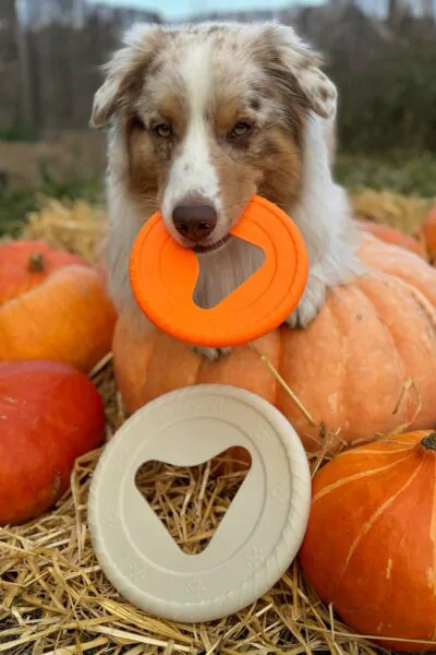 Frisboo – Latający Dysk dla Aktywnego Psa Frisboo – Latający Dysk dla Aktywnego Psa