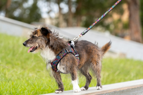 Red Dingo Mesh Harness - lekkie szelki dla psa rozmiar XL - Squiggles Red Dingo Mesh Harness - lekkie szelki dla psa rozmiar XL - Squiggles
