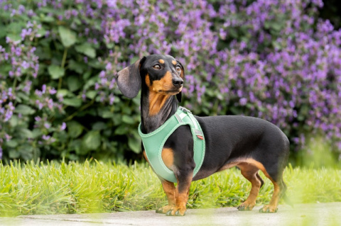 Red Dingo Mesh Harness - lekkie szelki dla psa rozmiar L - kolor niebieski Red Dingo Mesh Harness - lekkie szelki dla psa rozmiar L - kolor niebieski