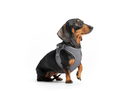 Red Dingo Mesh Harness - lekkie szelki dla psa rozmiar XL - kolor szary Red Dingo Mesh Harness - lekkie szelki dla psa rozmiar XL - kolor szary