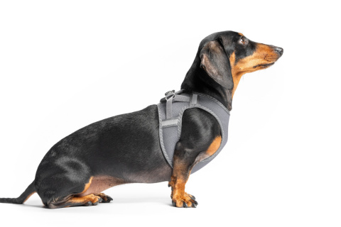 Red Dingo Mesh Harness - lekkie szelki dla psa rozmiar XL - kolor szary Red Dingo Mesh Harness - lekkie szelki dla psa rozmiar XL - kolor szary