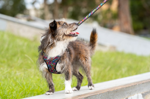 Red Dingo Mesh Harness - lekkie szelki dla psa rozmiar S - Squiggles Red Dingo Mesh Harness - lekkie szelki dla psa rozmiar S - Squiggles