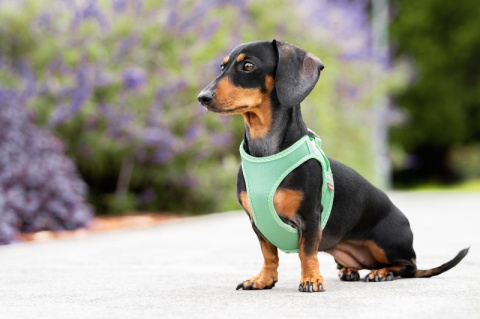 Red Dingo Mesh Harness - lekkie szelki dla psa rozmiar S - Squiggles Red Dingo Mesh Harness - lekkie szelki dla psa rozmiar S - Squiggles