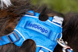 Red Dingo Sport Harness rozmiar XL - lekkie szelki dla psa typu Guard - kolor fuksja