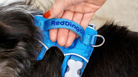 Red Dingo Sport Harness rozmiar S - lekkie szelki dla psa typu Guard - kolor miętowy Red Dingo Sport Harness rozmiar S - lekkie szelki dla psa typu Guard - kolor miętowy