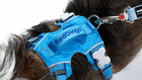 Red Dingo Sport Harness rozmiar S - lekkie szelki dla psa typu Guard - kolor miętowy Red Dingo Sport Harness rozmiar S - lekkie szelki dla psa typu Guard - kolor miętowy