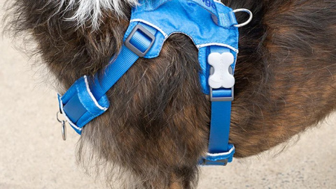 Red Dingo Sport Harness rozmiar S - lekkie szelki dla psa typu Guard - kolor miętowy Red Dingo Sport Harness rozmiar S - lekkie szelki dla psa typu Guard - kolor miętowy