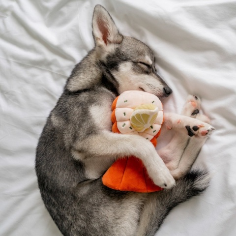 Pups & Bubs GRILLED LOBSTER Grillowany Homar zabawka węchowa