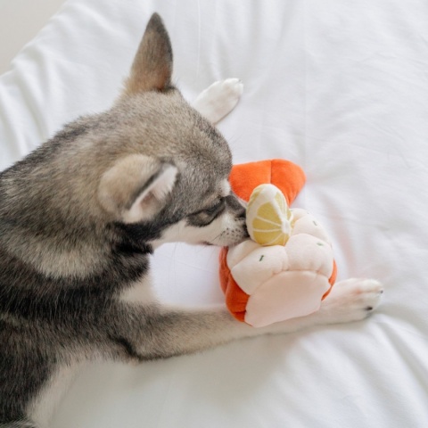 Pups & Bubs GRILLED LOBSTER Grillowany Homar zabawka węchowa