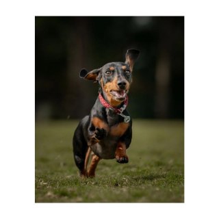 ID Tag z grawerem Cupcake Glitter