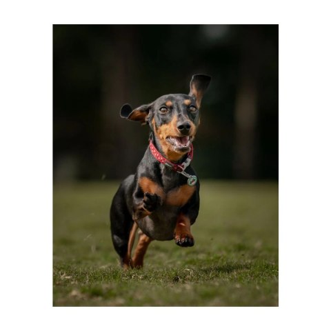 ID Tag z grawerem Cupcake Glitter