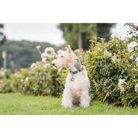 ID Tag z grawerem Daisy Flower - zielony