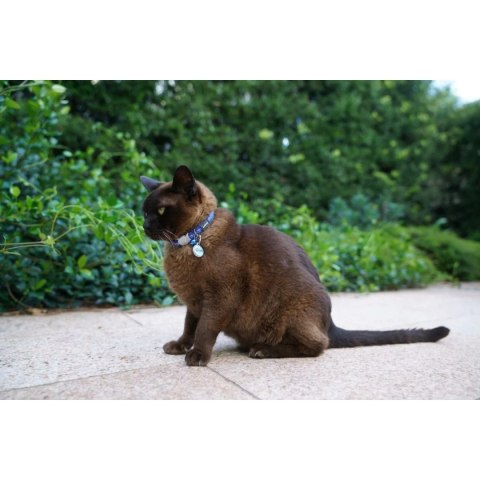 ID Tag z grawerem Fish Skeleton - hot pink