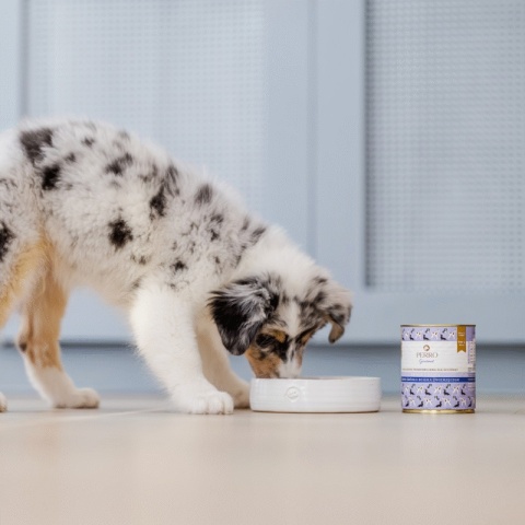 PERRO Gourmet Junior Królik z dynią 400g