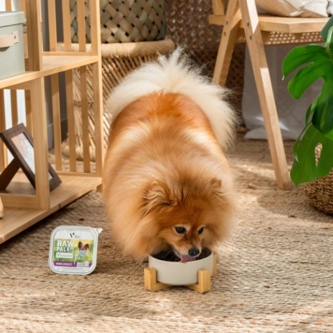 RAW PALEO PATE MINI ADULT LAMB - mokra karma dla psów dorosłych - jagnięcina